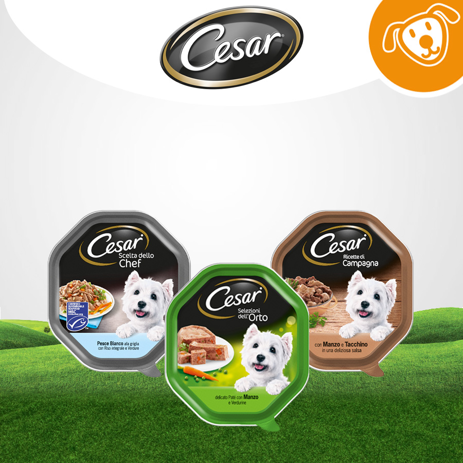 Cesar Dog Umido