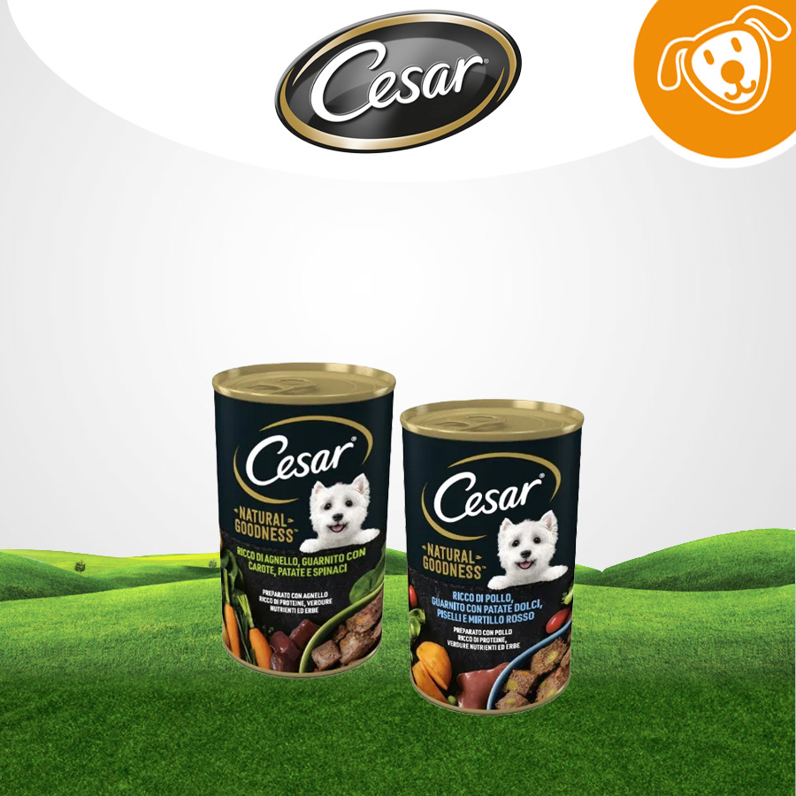 Cesar Dog Umido