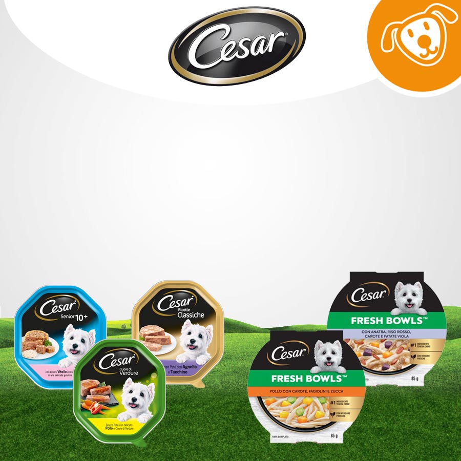 Cesar Dog Umido