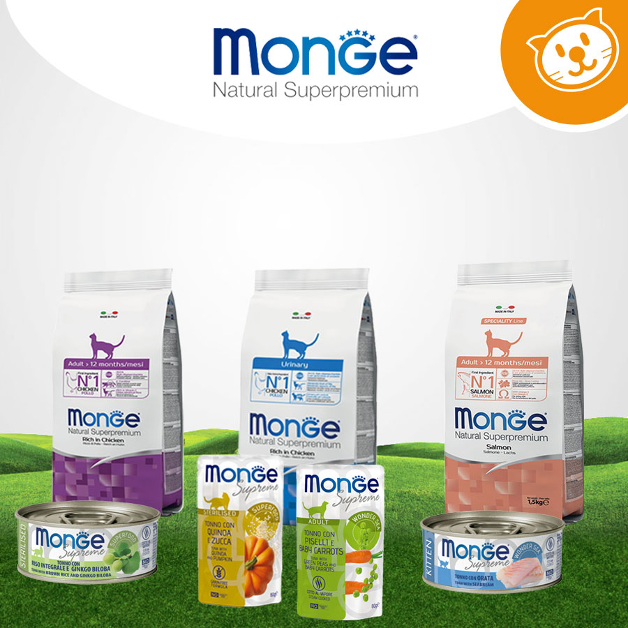 Monge Cat