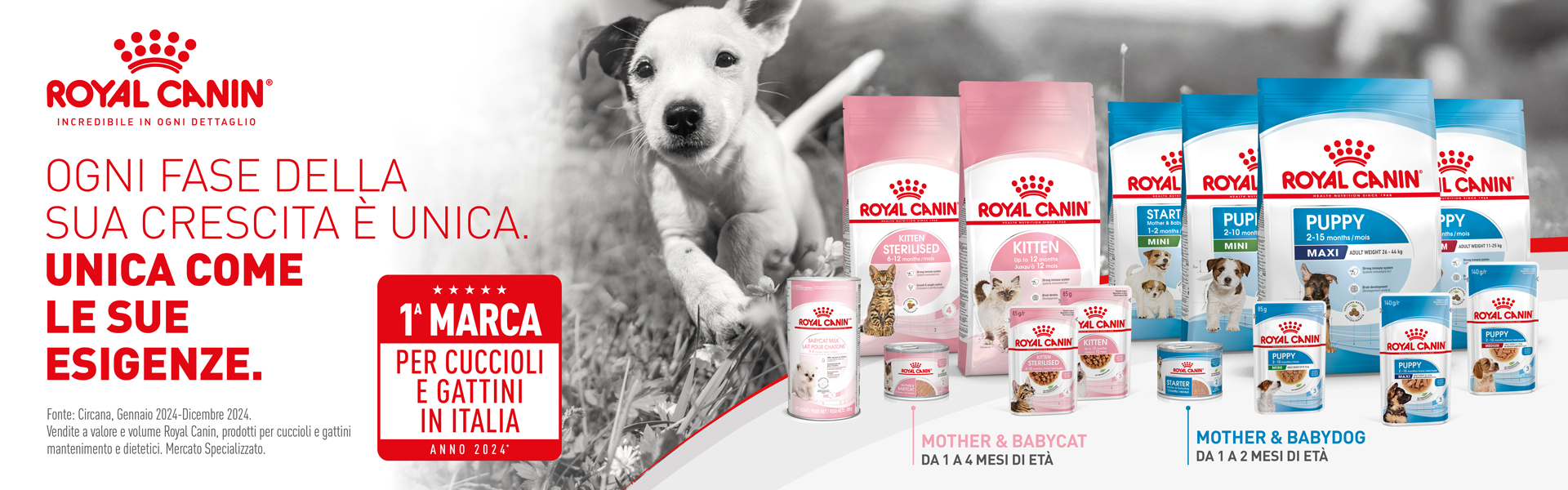 Royal Cucciolo Novembre